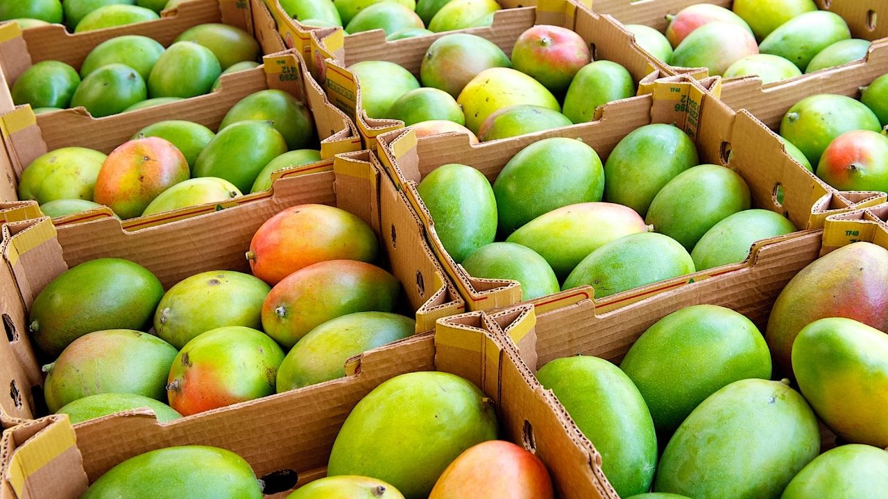 Fresh Mangoes, Each, Sweet